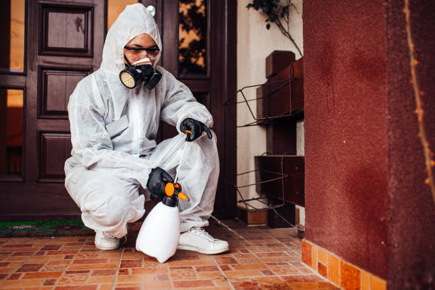 Reliable Ant Control contractor in Kailua, HI by Nex Pest Control